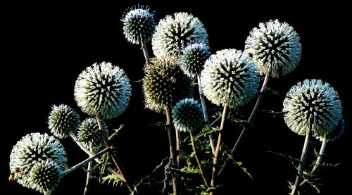 thistle flower prickly