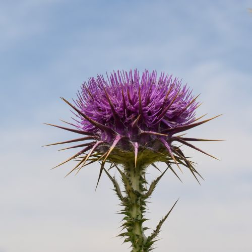 thistle flower plant