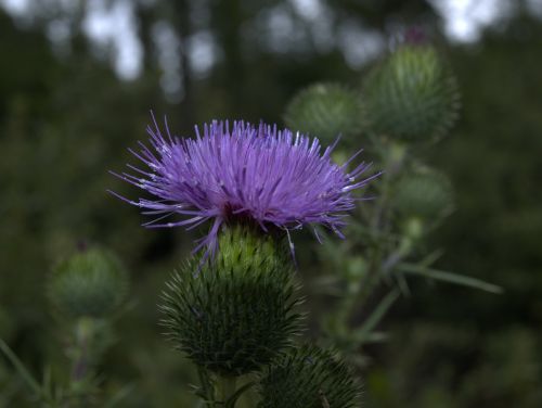 thistle blossom bloom