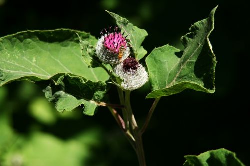 thistle nature flower