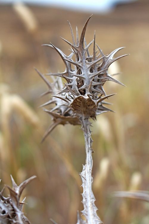 thistle nature plant