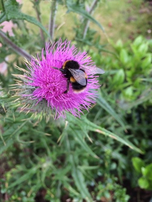 thistle bee nature