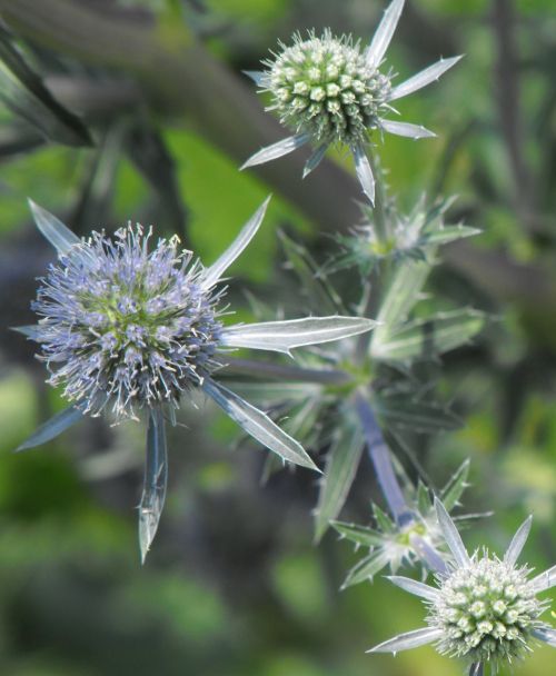 thistle flower plant