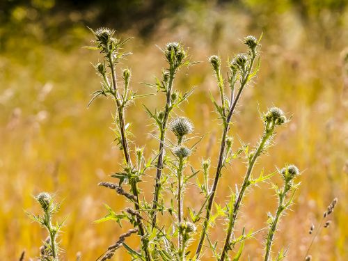 thistle flower plant