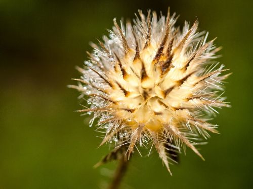 thistle plant flower