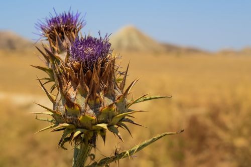 thistle flower plant