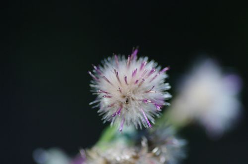 thistle nature detail