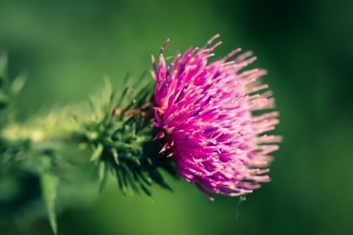 thistle blossom bloom