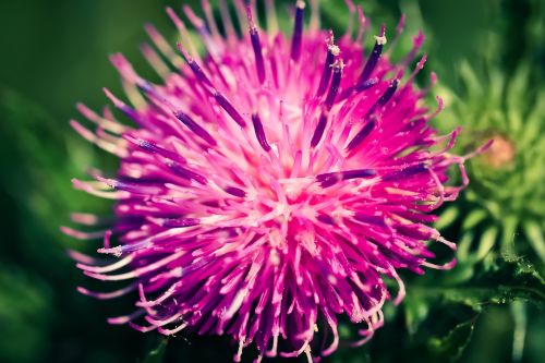 thistle blossom bloom