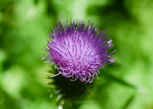 thistle purple flower