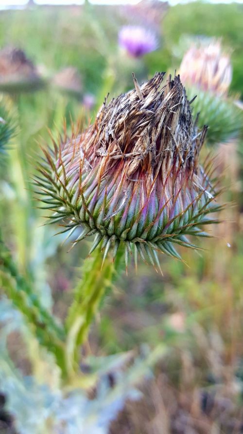 thistle flower grass