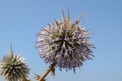 thistle inflorescence flower