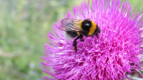 thistle hummel blossom