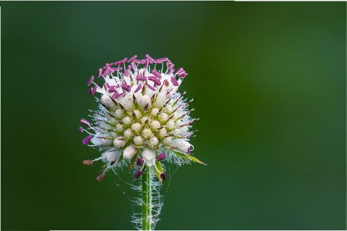 thistle blossom bloom