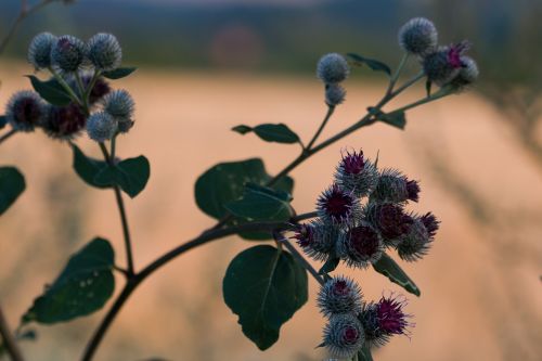 thistle plant nature