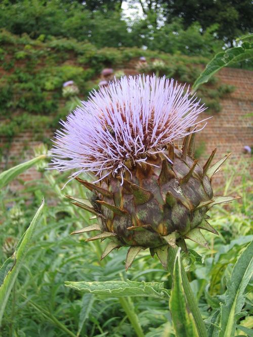 thistle pointed flower flower