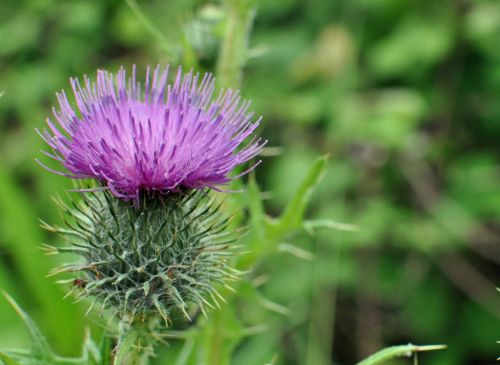 thistle flower close up