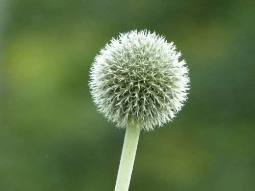 thistle flower nature