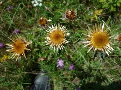 thistle blossom bloom