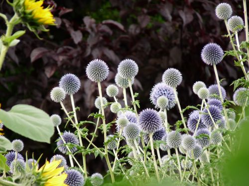 thistle flower blue