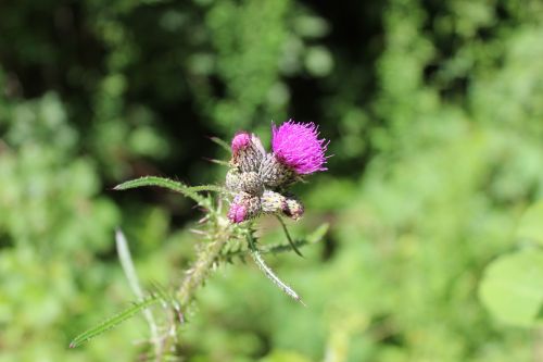 thistle flower macro