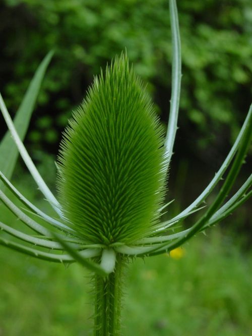 thistle green plant