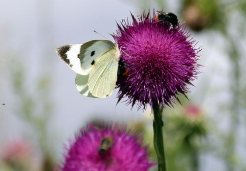 thistle white butterfly
