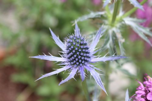 thistle spiky flower flower