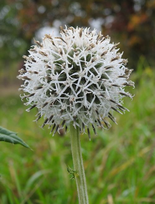 thistle nature wild