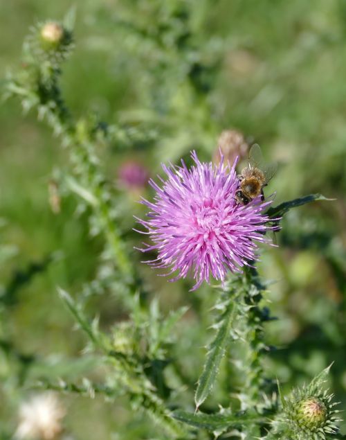 thistle bee flower