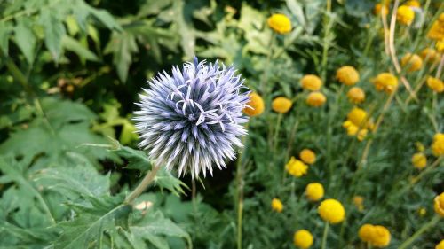 thistle flower blue