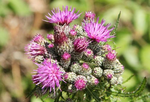thistle nature pink