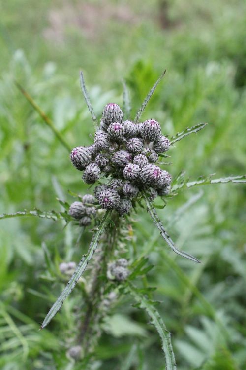 thistle pink nature