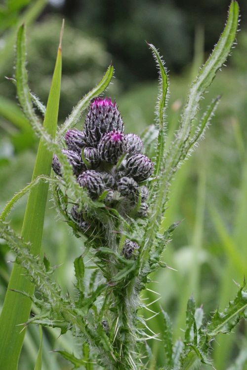 thistle pink nature