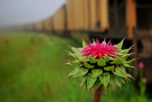 thistle train cars car