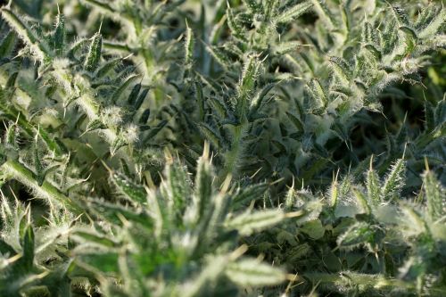 thistle plant nature