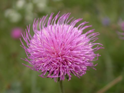 thistle thistle flower alpine flora