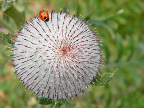 thistle mountains plant