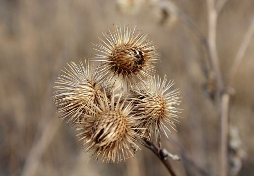 thistle plant dry