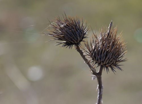 thistle spin plant