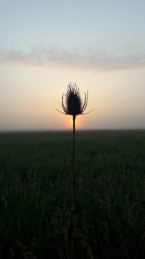 thistle  sun  nature