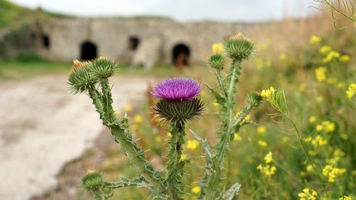 thistle  flower  the castle wall