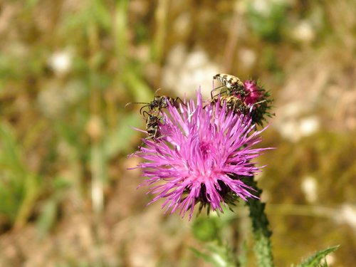 thistle  beetles