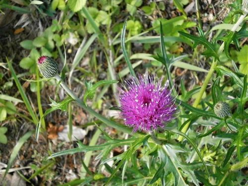 thistle pink flower purple flowers