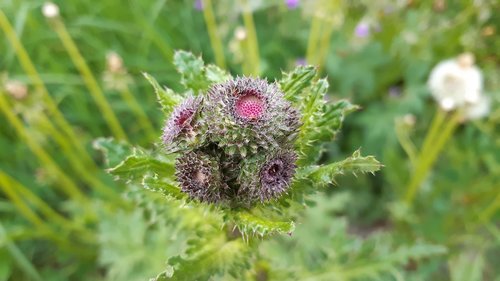 thistle  flower  summer