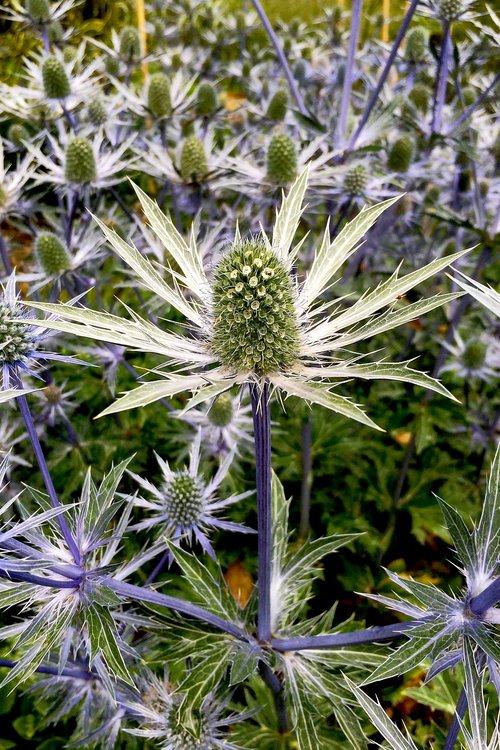 thistle  plant  green