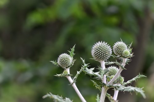 thistle  plant  green