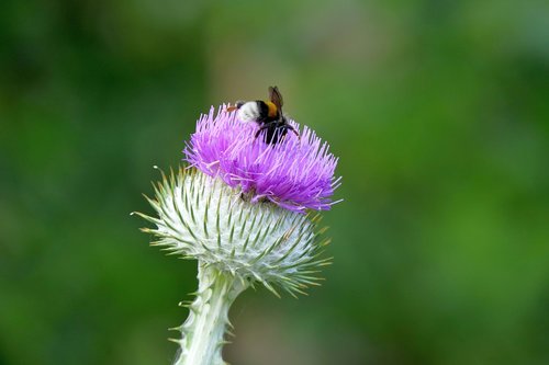 thistle  insect  nature
