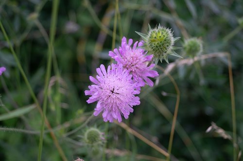 thistle  flower  pink