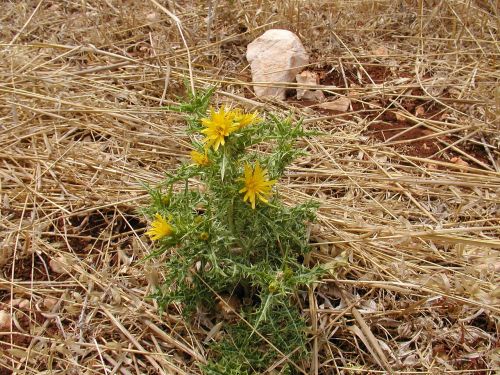 thistle nature prickly